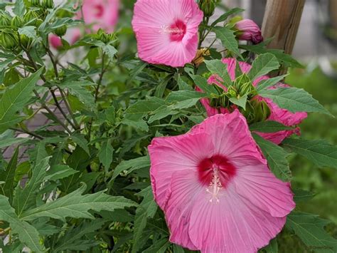 芙蓉 植物|フヨウ（芙蓉）とは？育て方・栽培方法 